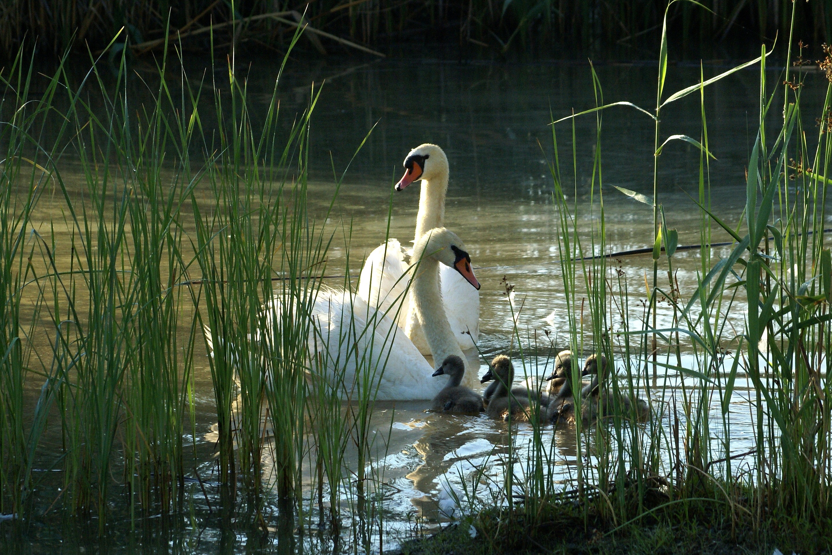 White adult swan with a cygnet swimming in a pond among tall green reeds.