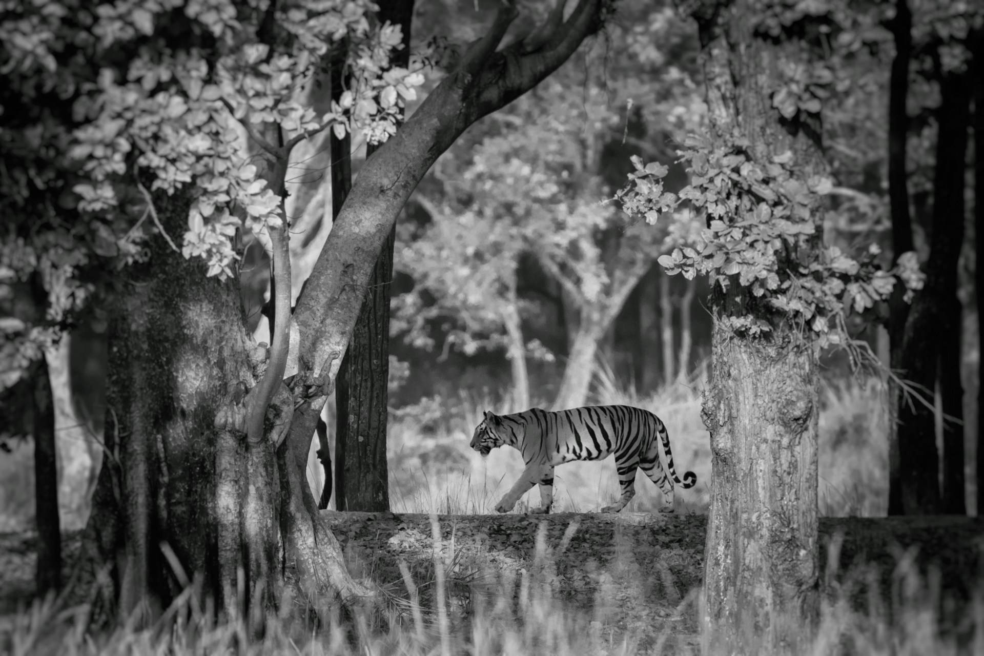 Black-and-white photograph of a deer standing in a forest clearing among trees and tall grass.