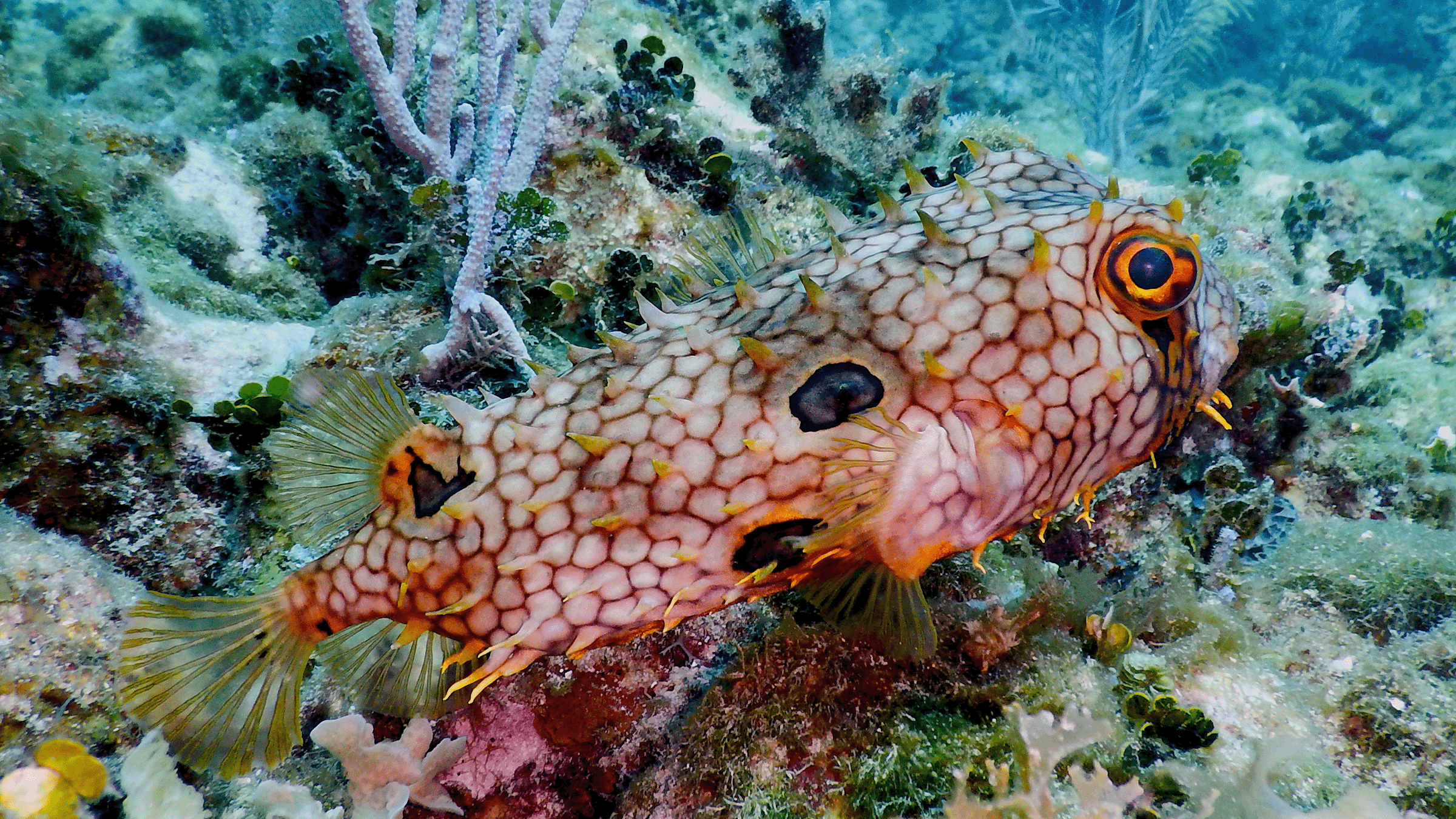 Biodiversidad marina en arrecife de coral en Honduras