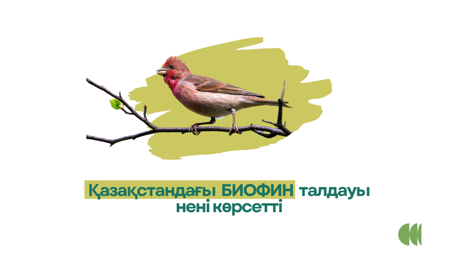 Logo showing a small brown bird on a branch over a yellow-green brush stroke with Kazakh text.