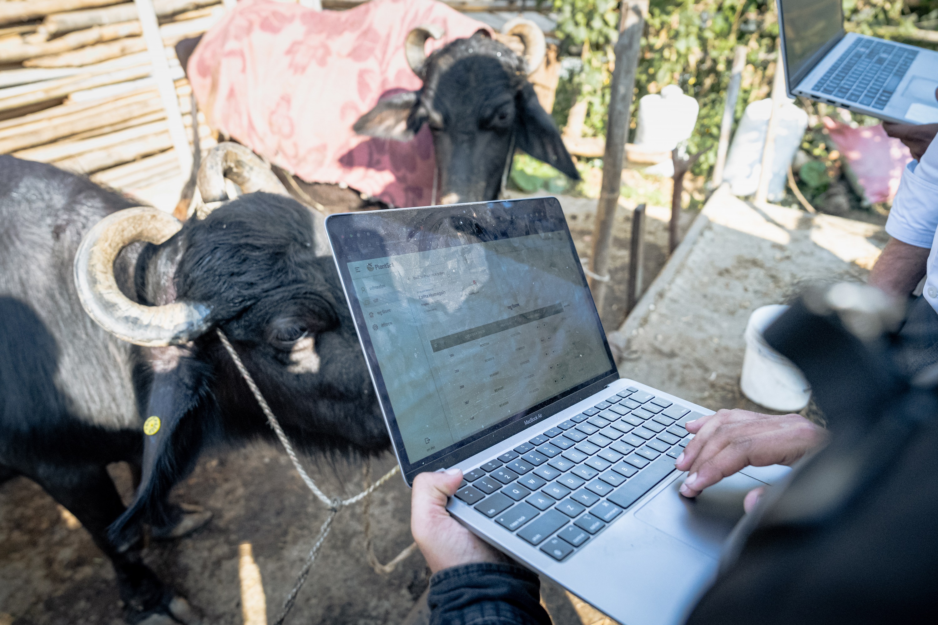 Two goats beside an open laptop outdoors as a person types.