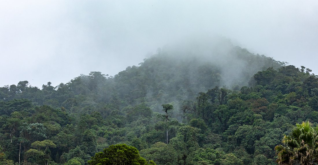Photograph of fog-shrouded forested hills.
