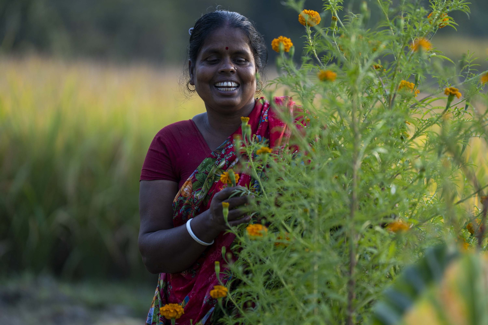 Person in a maroon shirt holds red flowers among tall yellow wildflowers in a field.