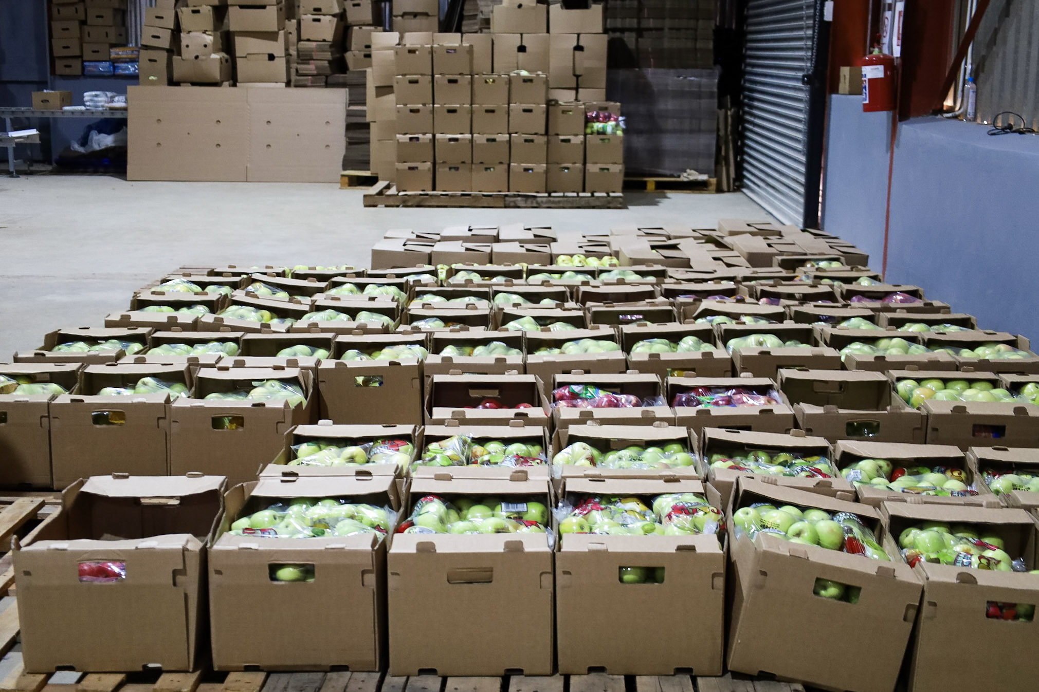 Photo of a warehouse with rows of open cardboard boxes filled with green apples.