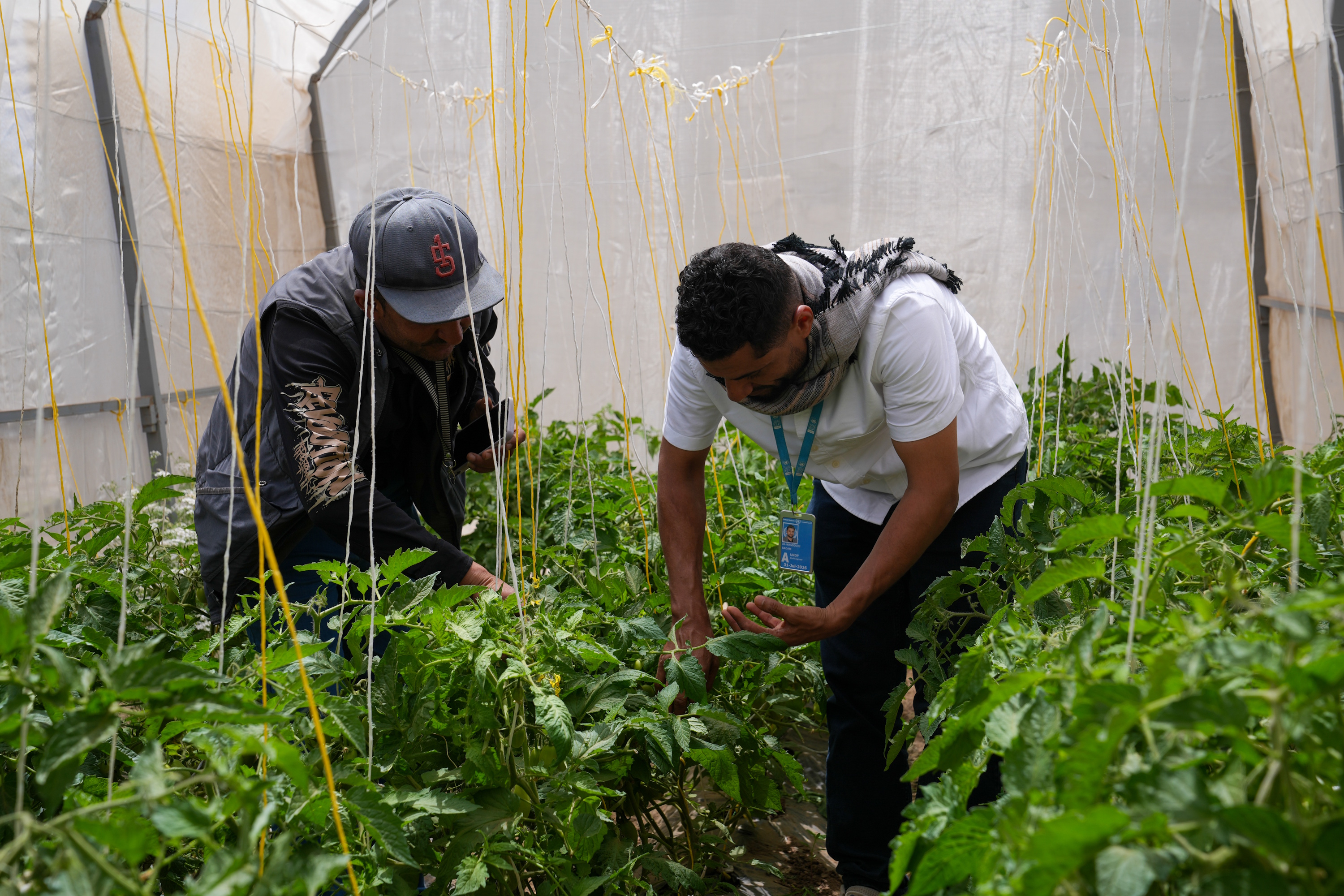 Two gardeners in a greenhouse bending over tomato plants.