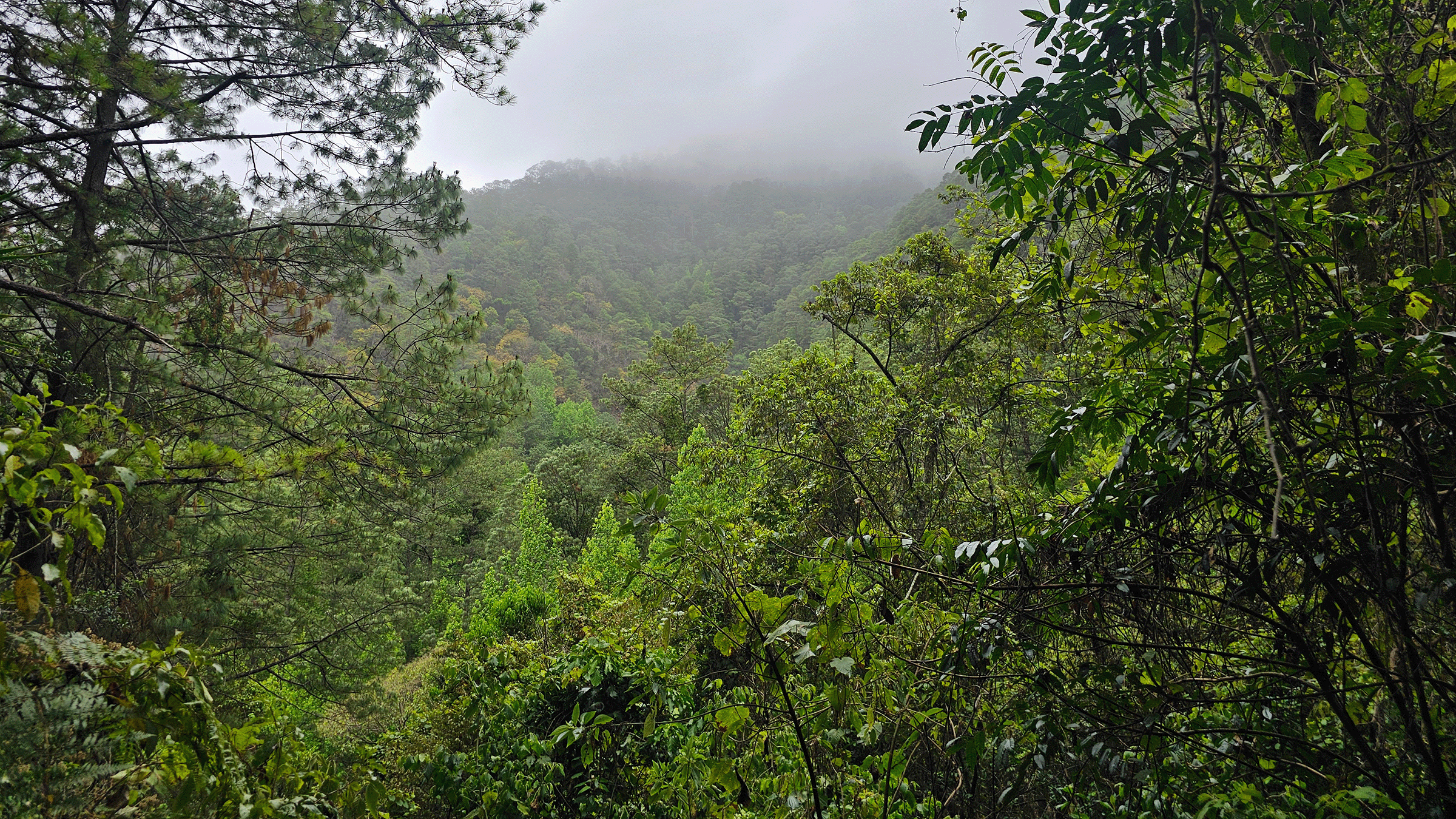 La Montaña de Celaque está ubicada en el occidente del país, entre los departamentos de Lempira, Ocotepeque y Copán.