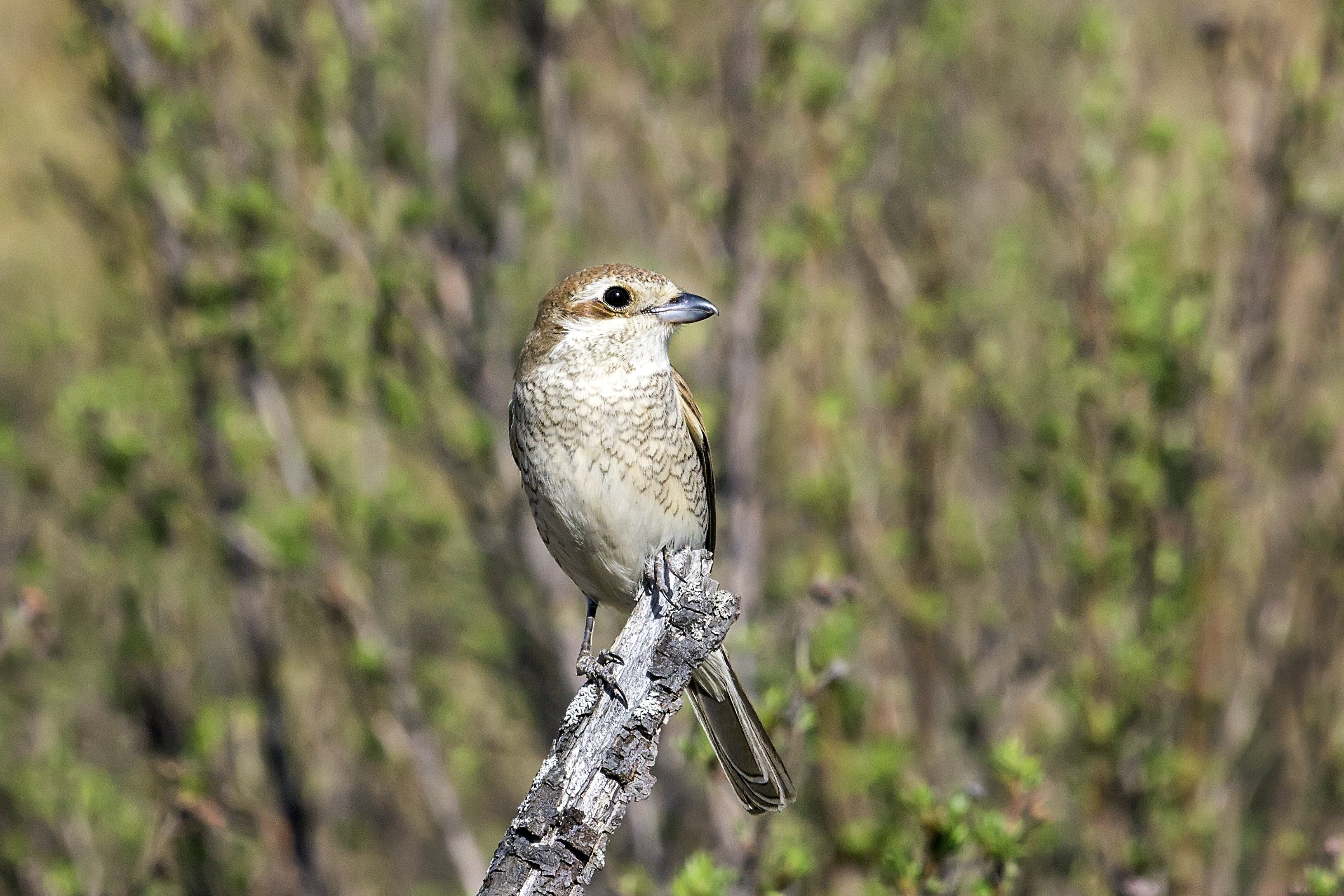 Photo: small brown-and-white songbird perched on a gray branch with a blurred green background.