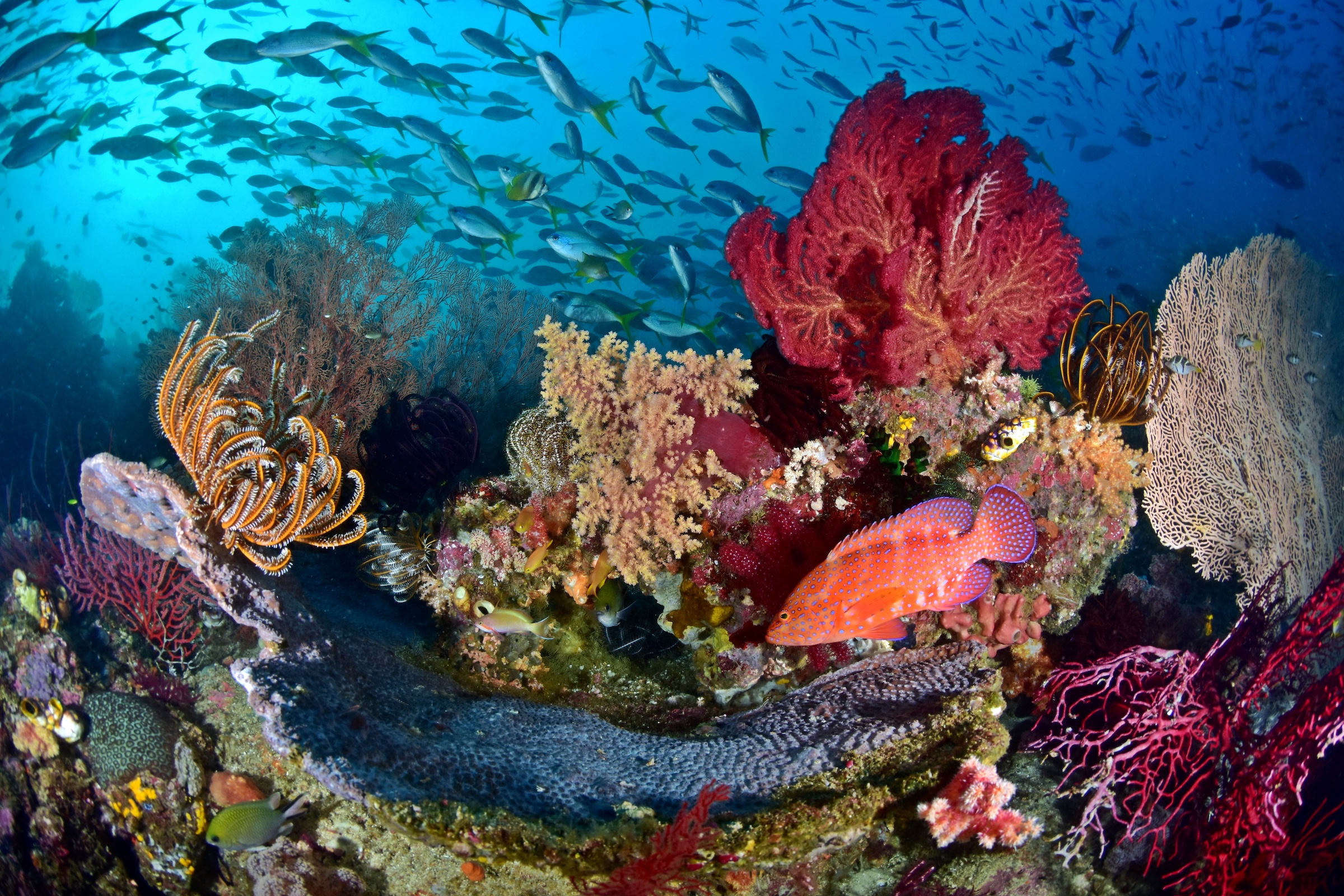 Vibrant coral reef underwater with colorful corals and small fish.
