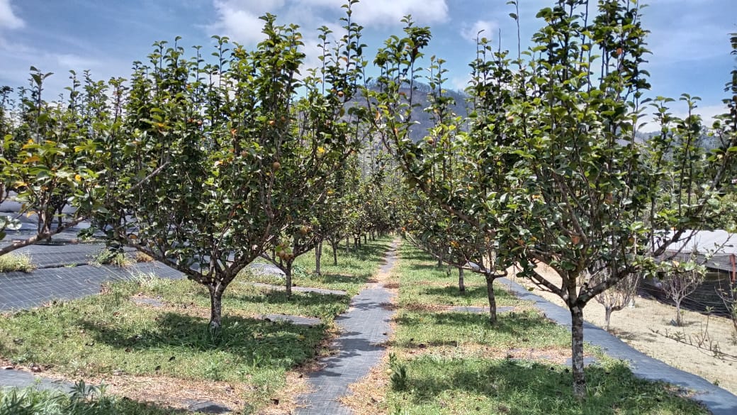 Pear orchard in Nuwara Eliya 
