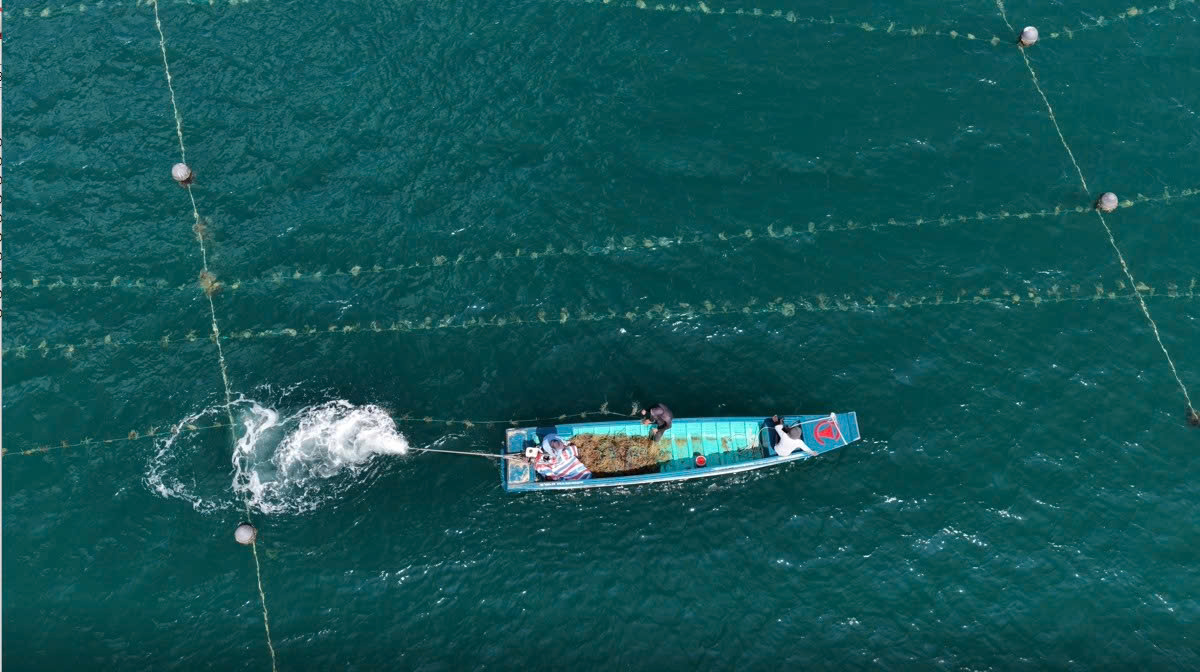 Aerial view of a small blue boat in turquoise water, leaving a white wake.