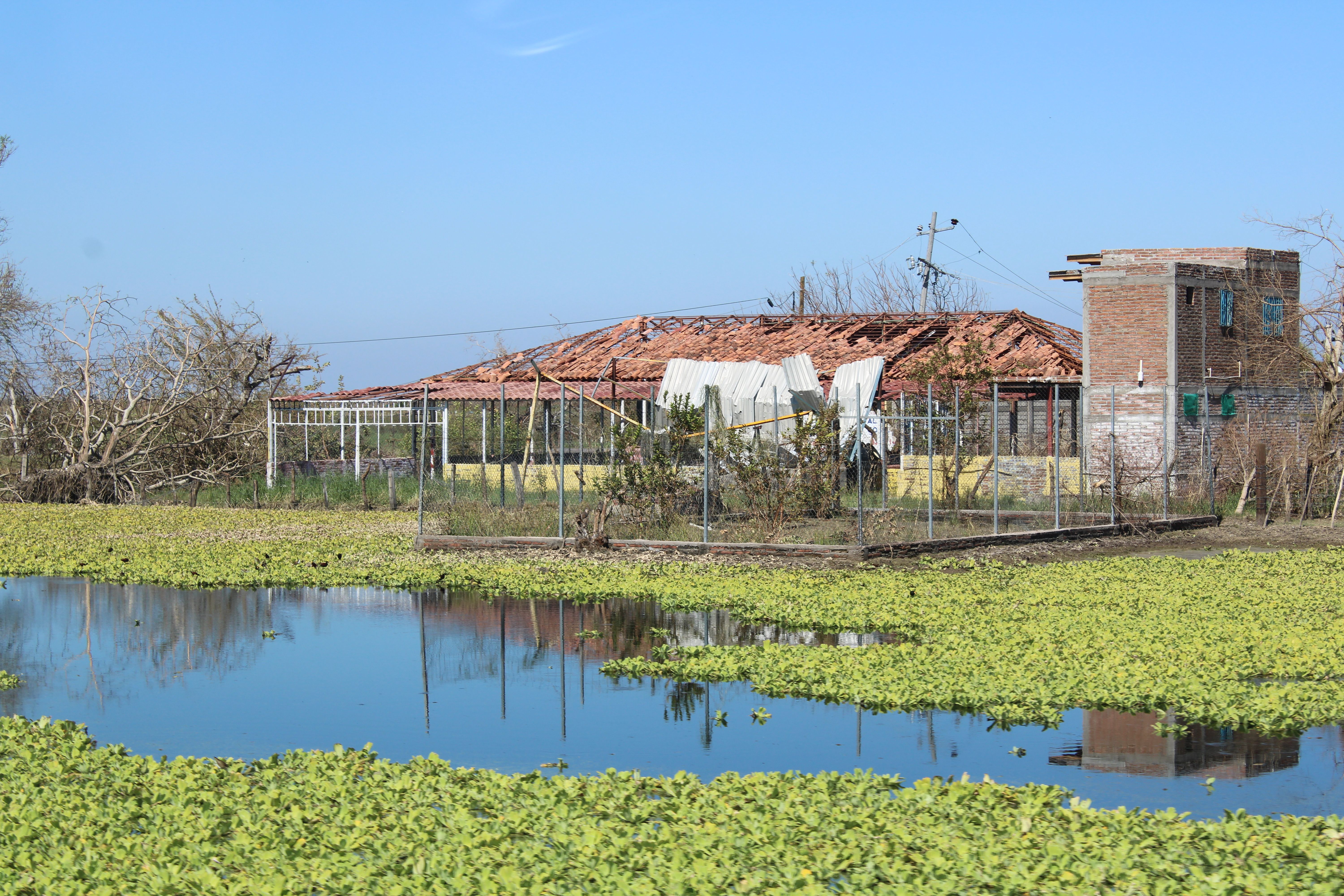 Pond with aquatic plants; red-roofed building and brick construction in a rural landscape.