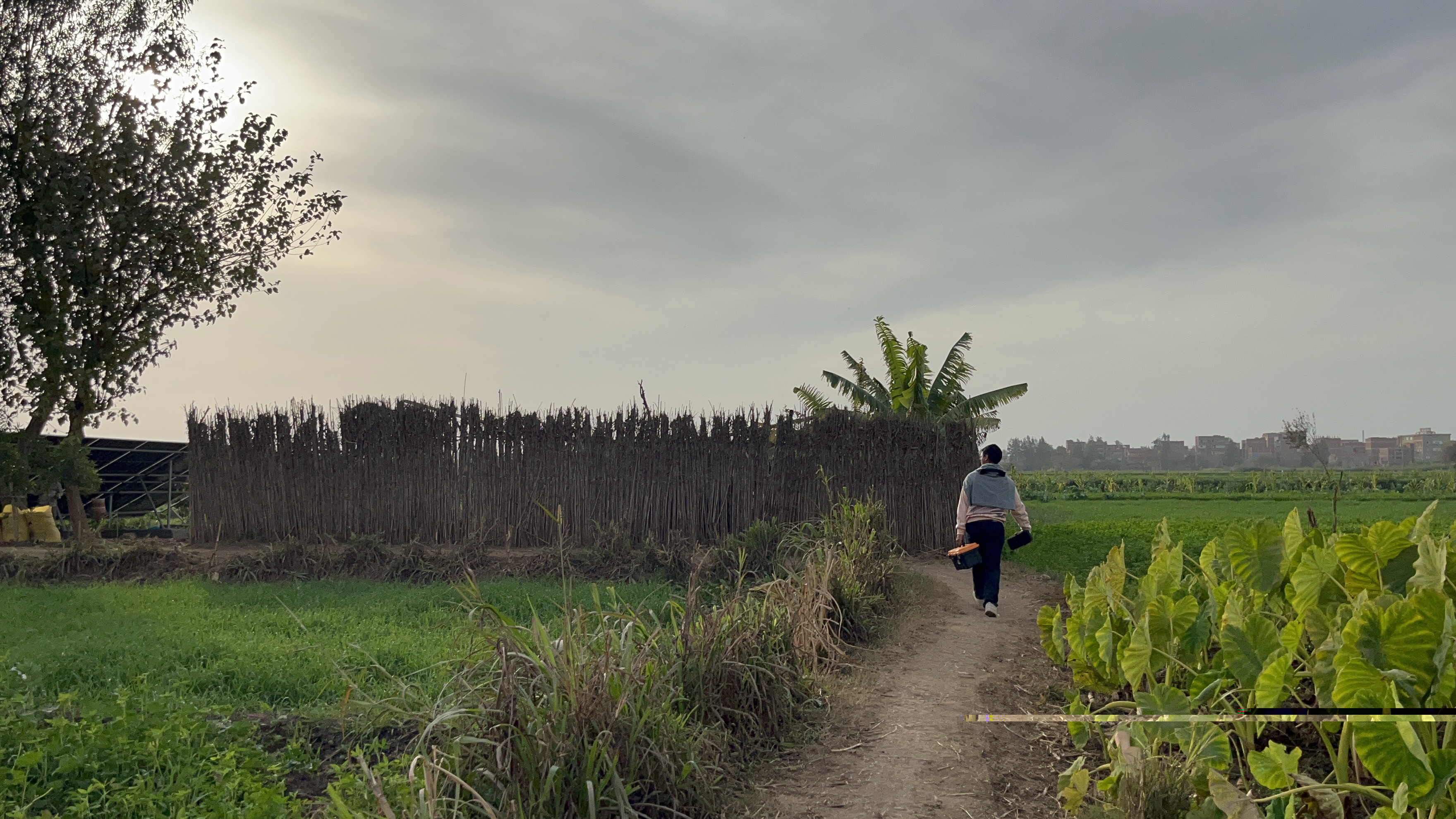 Dirt path through farmland with a person walking away, hedges left, crops right, overcast sky.