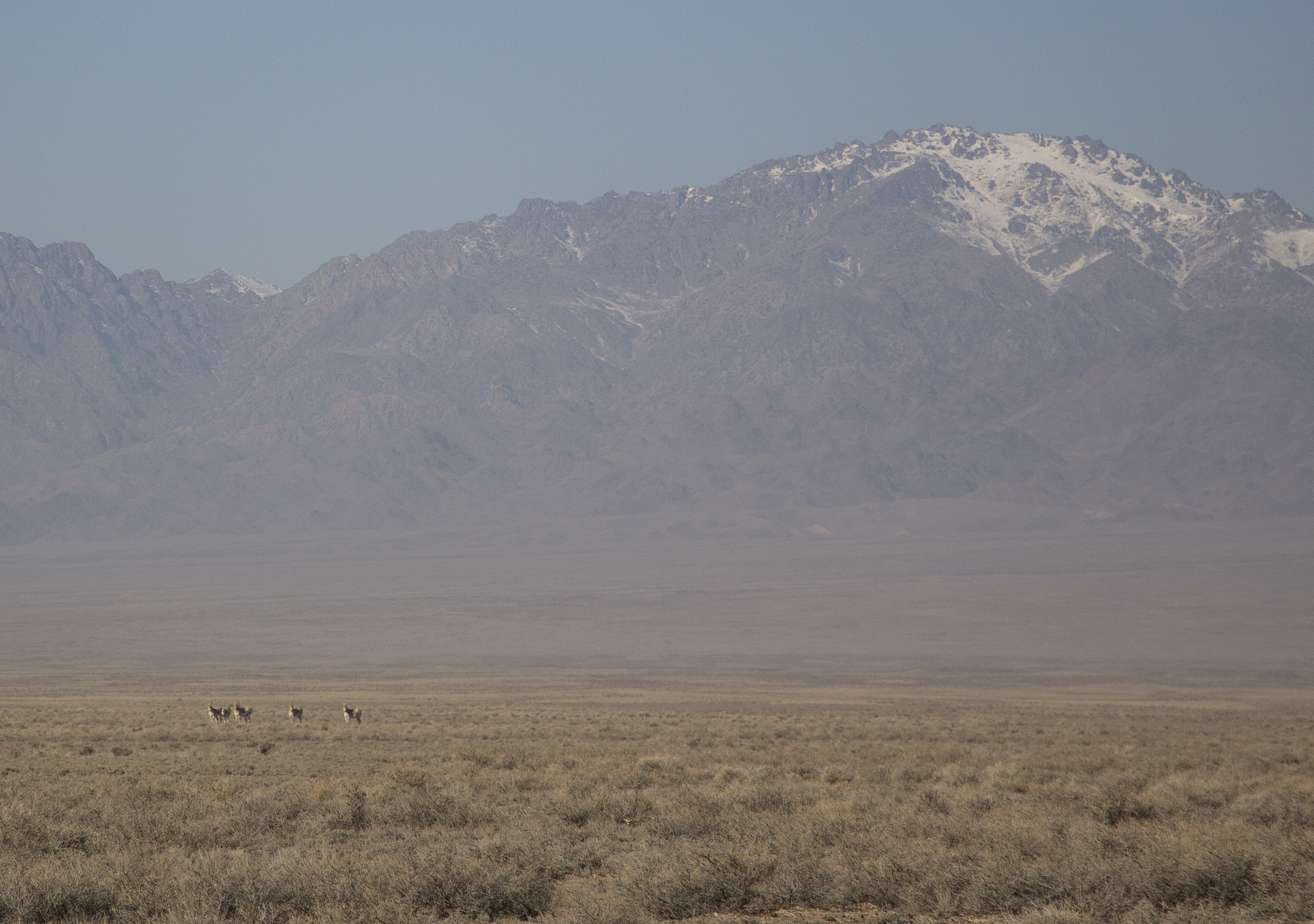 Desert plain with dry grass and distant snow-capped mountains under a clear blue sky; a small herd.