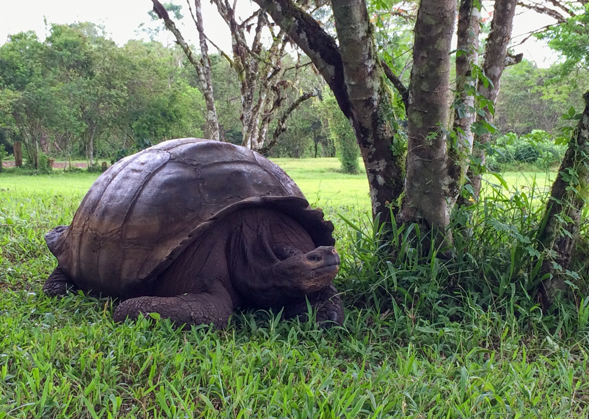 UNDP-Ecuador-Galapagos-tortoise-2.jpg