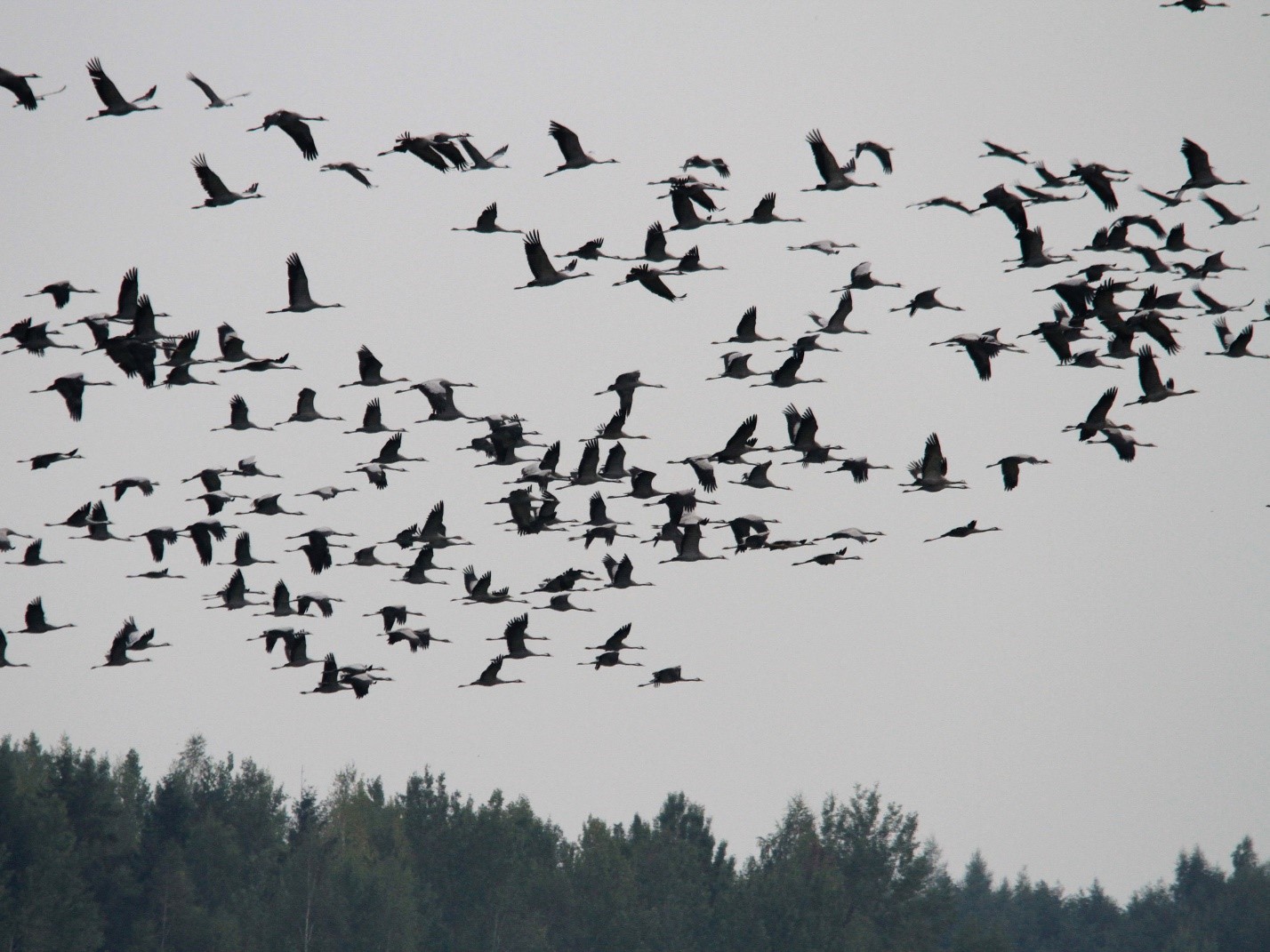 Миграция птиц. Птицы Рязанской области зимой летающих стаями. Птичка в вышине. Ноябрь птицы улетают.