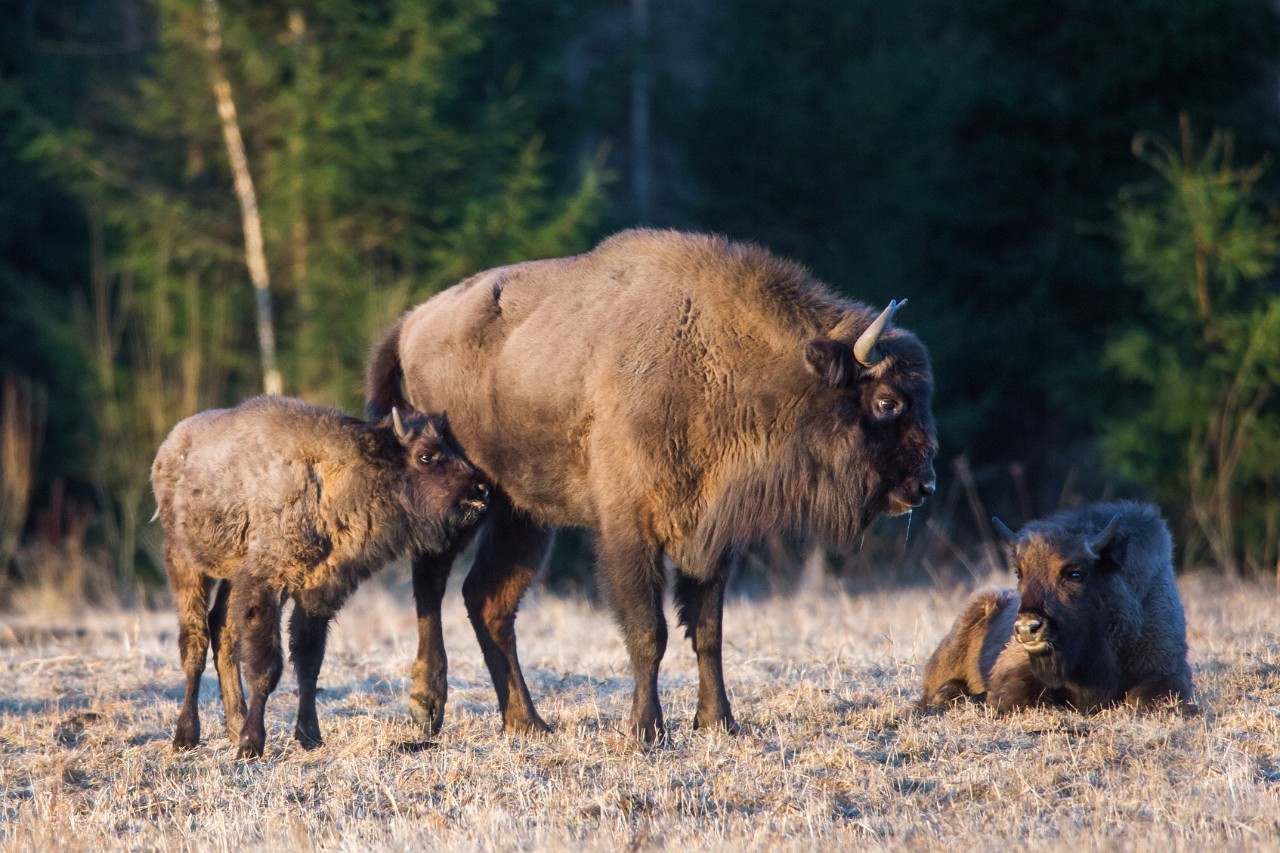 Descendants of ancient tarpans help European bison to survive | United  Nations Development Programme