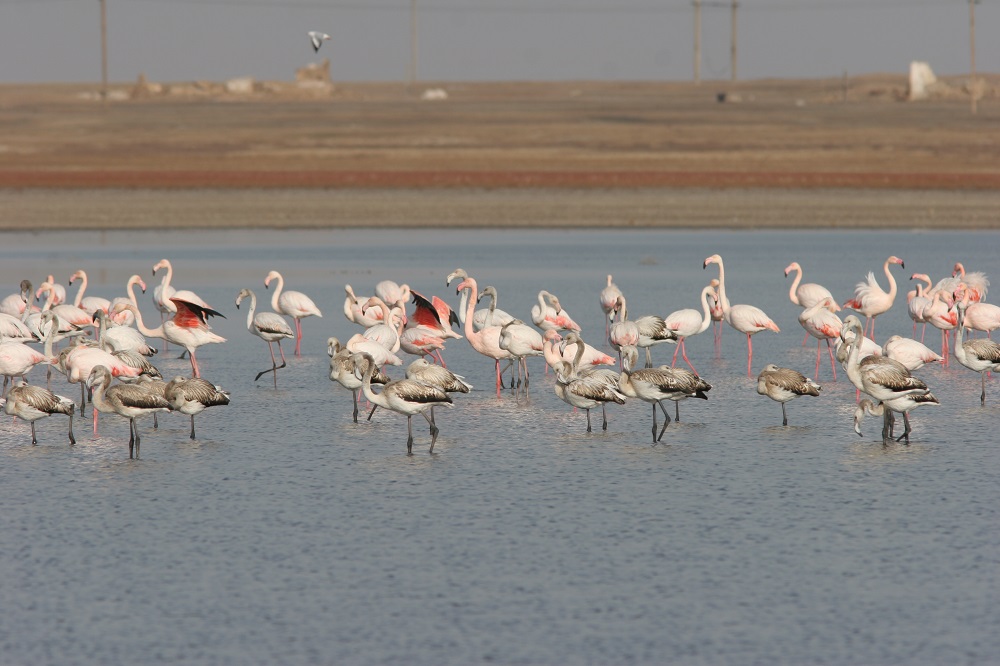 Protection of migratory birds and their habitats for people and the planet  | United Nations Development Programme