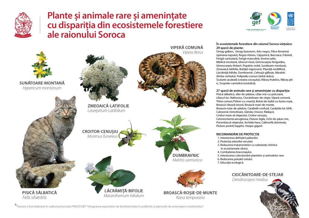 Over 120 rare species of plants and animals from Soroca and Stefan Voda  districts got passports | United Nations Development Programme