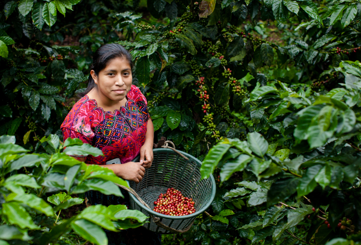 UNDP-Guatemala-woman-harvesting-smile-33304155134.jpg