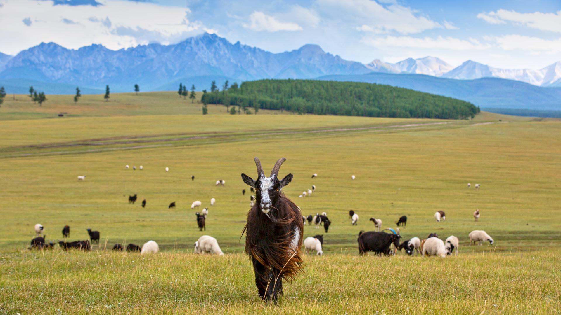How Sustainable Cashmere Is Reversing Land Degradation In Mongolia United Nations Development