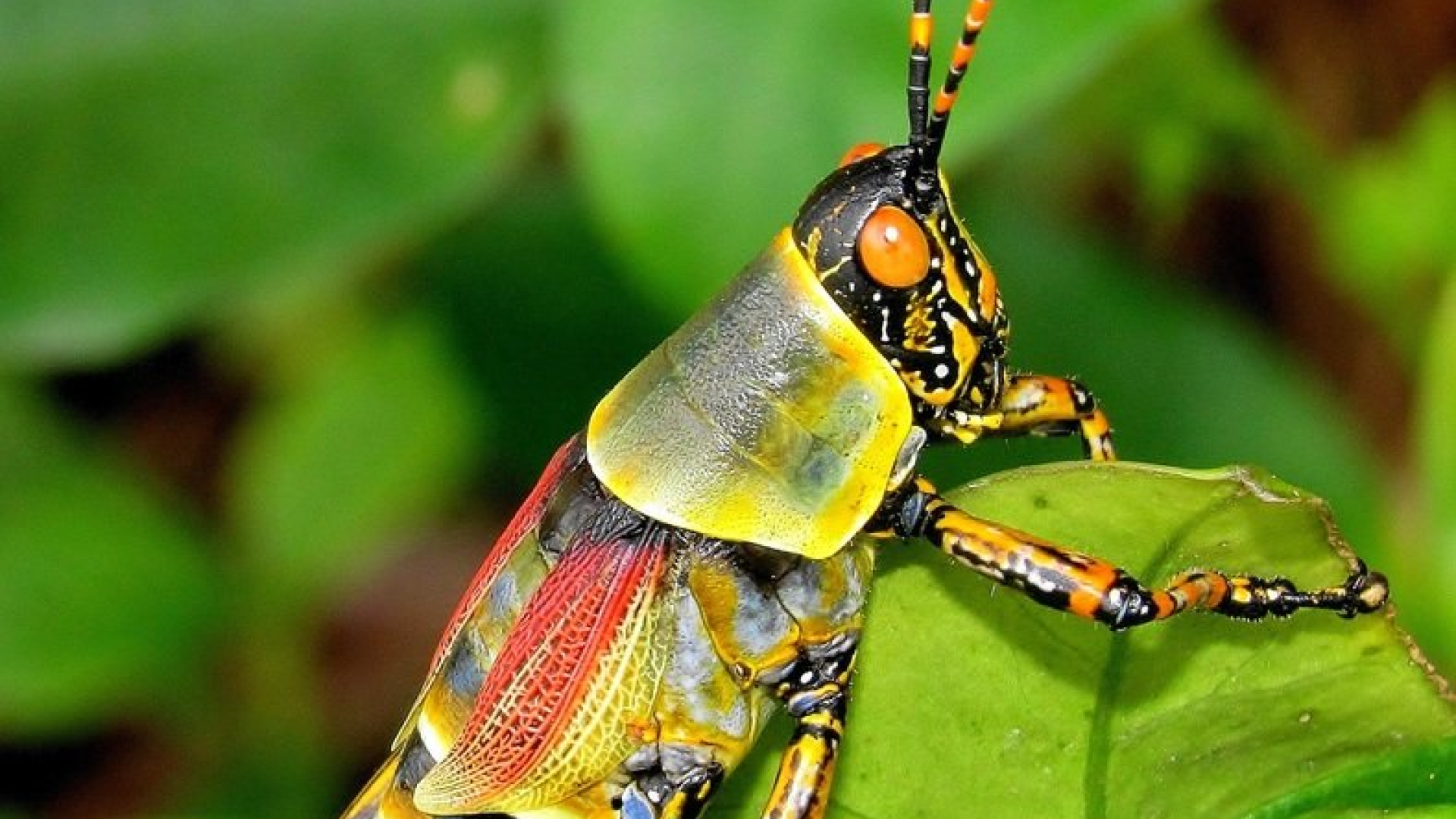 I am an Elegant Grasshopper: I am a farmer’s friend! | United Nations Development Programme