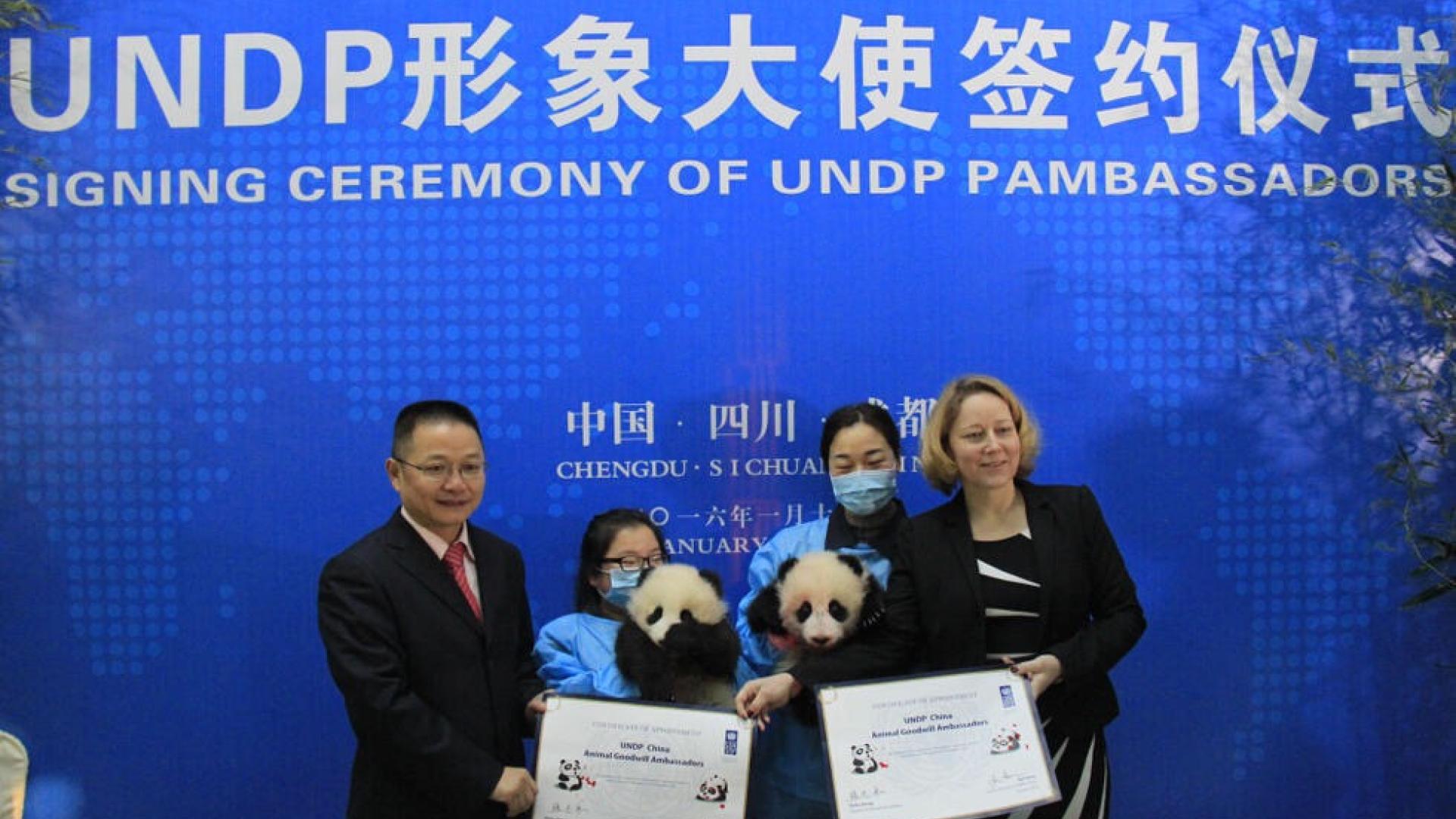 UNDP Launches Global Naming Campaign for Its First Animal Goodwill ...