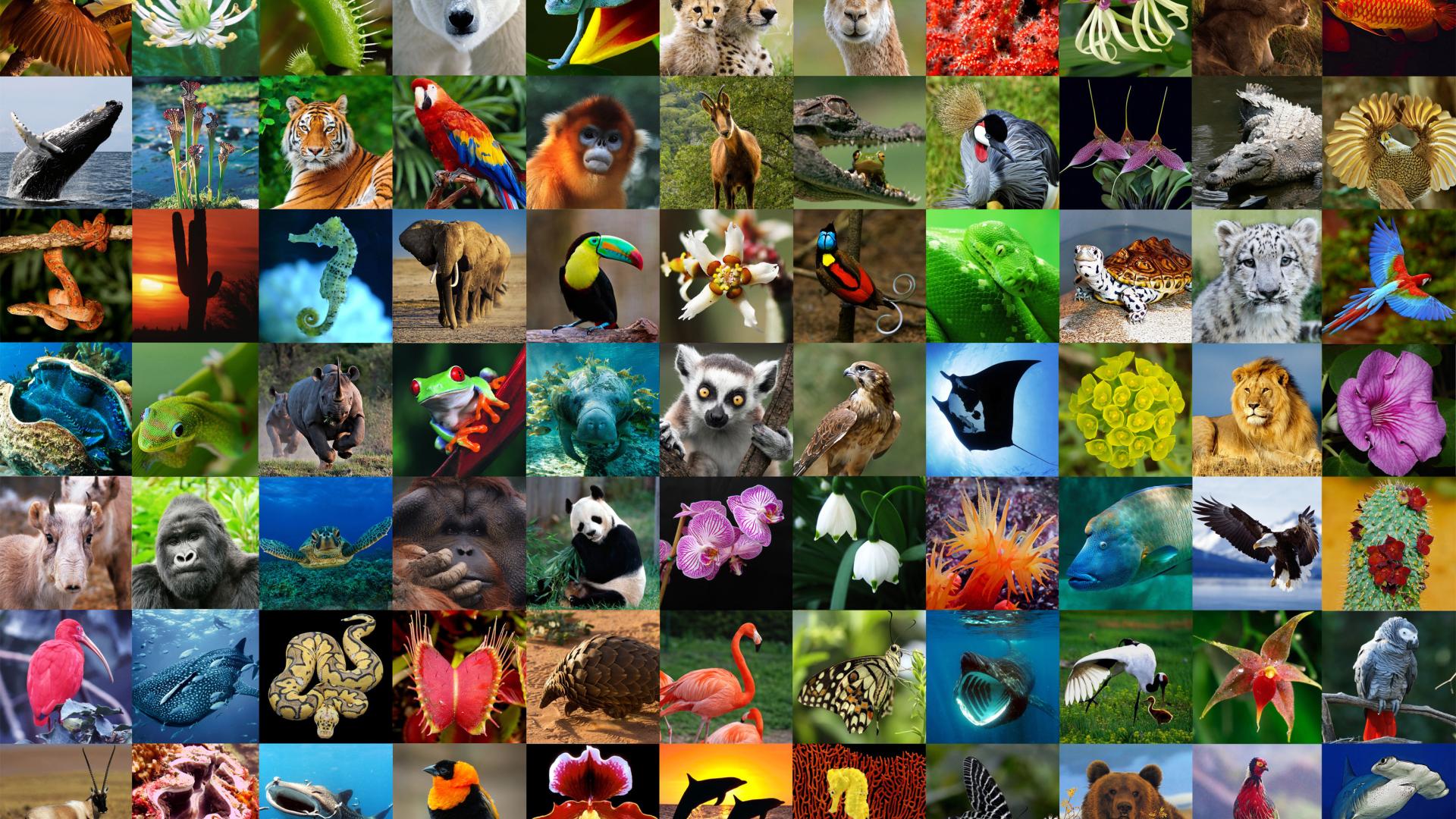 Сокращение видового разнообразия животных. Биологическое разнообразие. Разнообразие Флоры и фауны. Биоразнообразие животных. Планета животных.