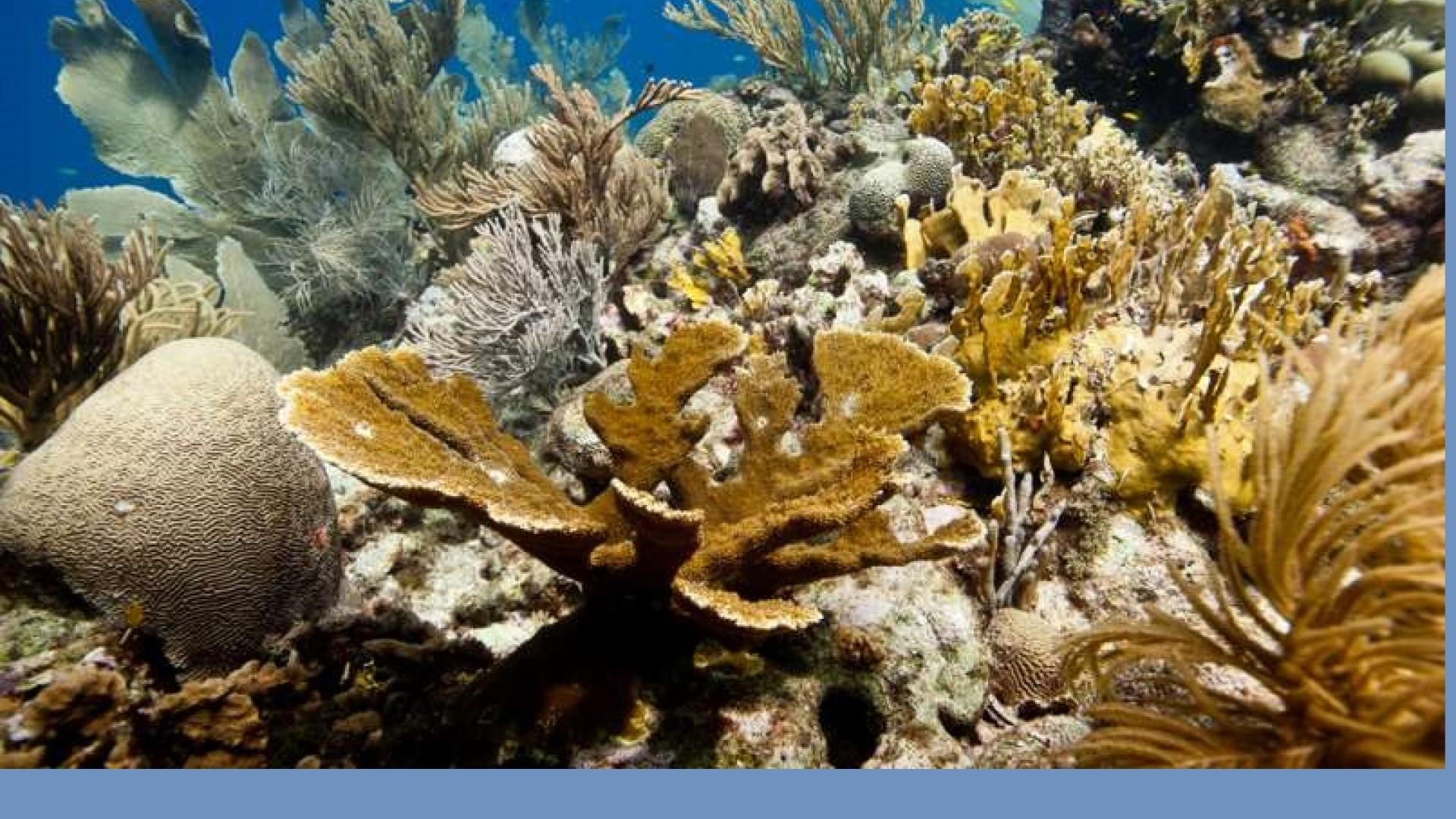 New UN Multi-Partner Trust Fund for Coral Reefs | United Nations Development Programme