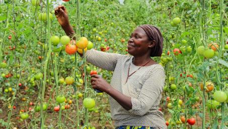 UNDP Uganda - Greenhouse singles