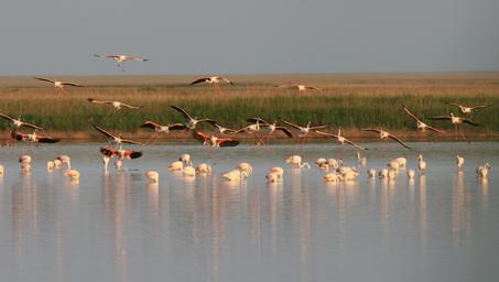 Group of flamingos wading in a calm lake with a grassy shoreline and reflections