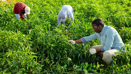 Photograph of three workers harvesting tea leaves in a lush green plantation.
