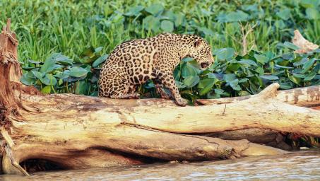 Jaguar_Pantanalbrazil_01CreditRafaelHoogesteijn-Panthera.jpg