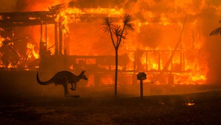 Panos-Australia-2019_fire_kangaroo_00274180.jpg