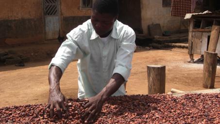 undp-gcp-ivory-coast-cocoa.jpg