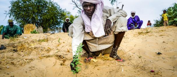Lake Chad Desertification Planting