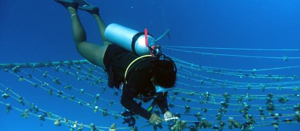 Coral Restoration in Seychelles