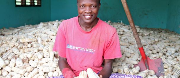 Un jeune entrepreneur agricole montrant sa récolte de maïs