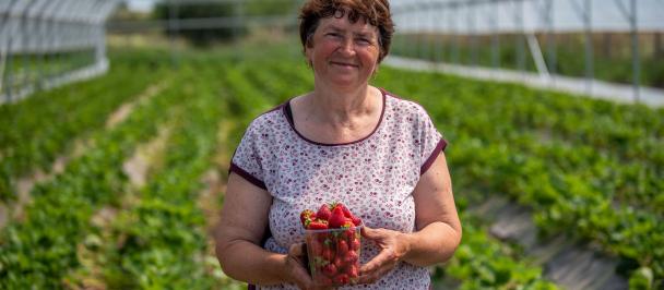Afacere rezilientă la schimbări climatice: la Parcani, căpșunele se vând ca pâinea caldă