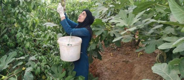 Maryam Bahrami, handpicking figs in Pol-e Dokhtar county, Lorestan province