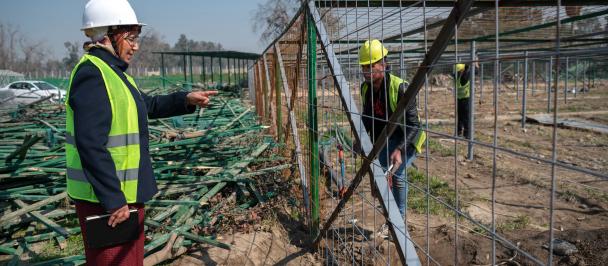 Workers build a wire fence in a nursery plantation.