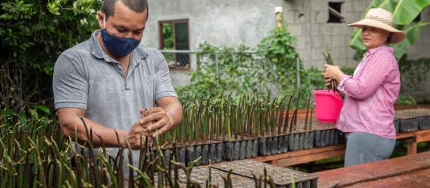 Dosa personas cultivan plantas para reforestar