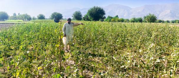 Abdul Wakeel standing on his Okra fields in Eastern province of Nangarhar  