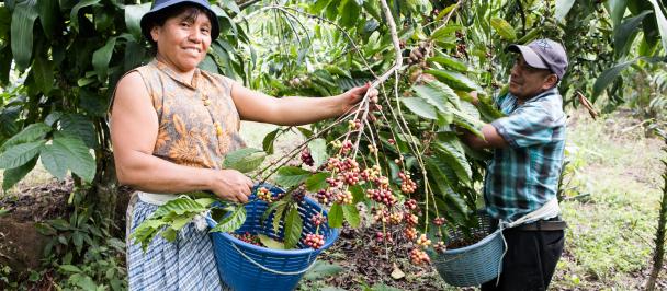 Mujer y hombre recogen sus cultivos de granos de café en Guatemala.