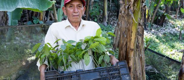 Hombre agricultor, cargando una canasta llena de pequeñas plantas de árboles para reforestar su comunidad.