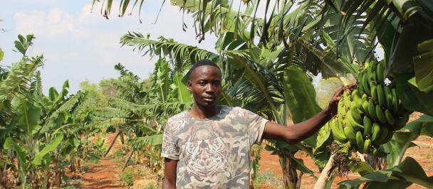 Panner Phiri, a member of the Kalichero Community Action Group  and beneficiary of the SGP Operation Phase 7 in Eastern Province, on a banana farm