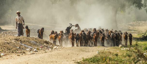 A man herding goats in Myanmar