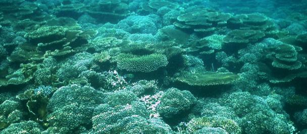 Sea bed with corals 