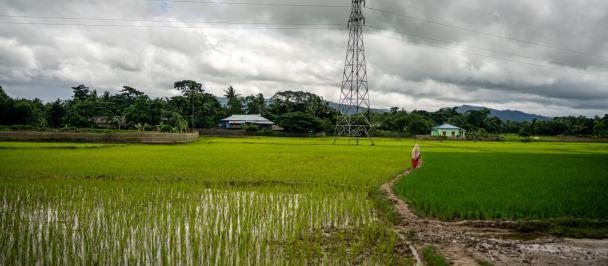 Rice paddy in Myanmar's northern Rakhine State