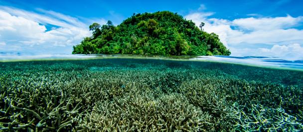 UNDP Nature stories - Fiji. Photo: Matt Curnock/Coral Reef Image Bank 