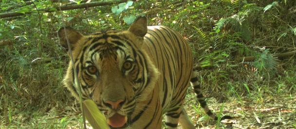 UNDP Nature stories - Crouching Tiger, Hidden Treasure_Malaysia